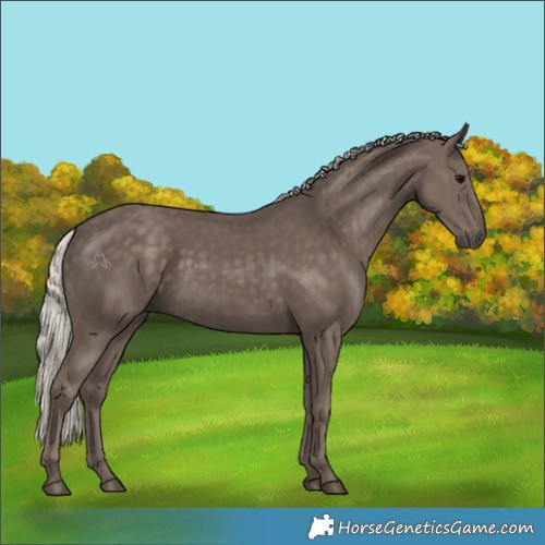 Horse Color:Silver Black