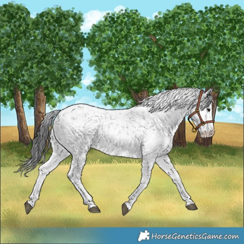 Horse Color:Black Sabino 