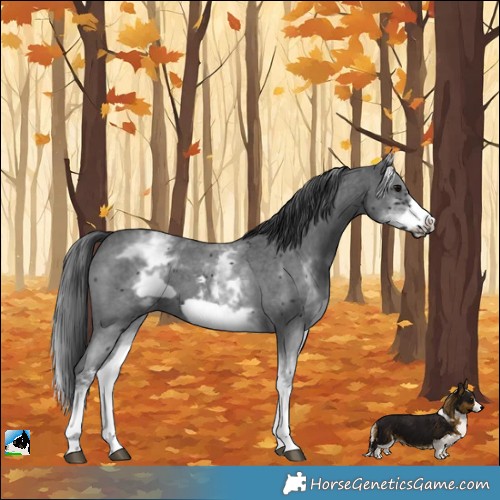 Horse Color:White Spotted Black Sabino Frame