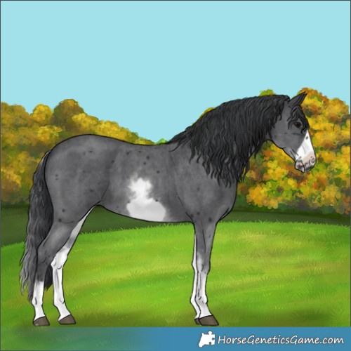 Horse Color:White Spotted Black Sabino Frame 