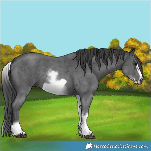 Horse Color:White Spotted Black Sabino Frame