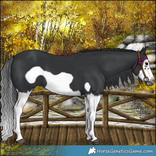 Horse Color:Black Splash Frame 