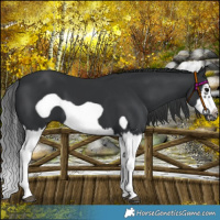 Horse Color:Black Splash Frame