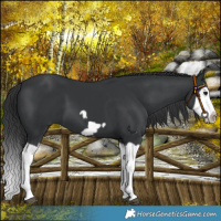 Horse Color:Black Splash Frame 