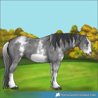 Horse Color:White Spotted Black Sabino Frame 