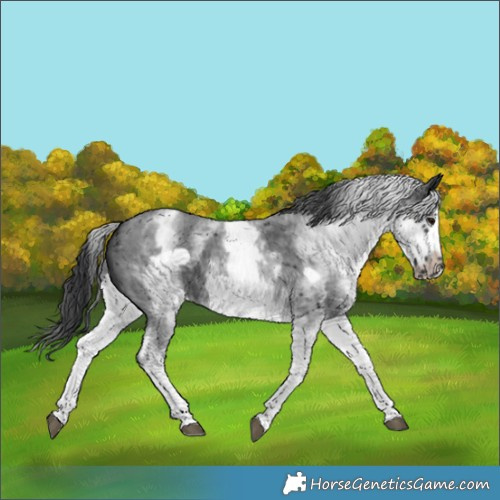 Horse Color:White Spotted Black Sabino Frame 