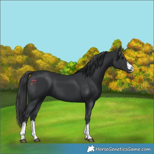 Horse Color:Black 