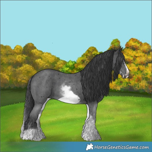 Horse Color:White Spotted Black Sabino Frame 
