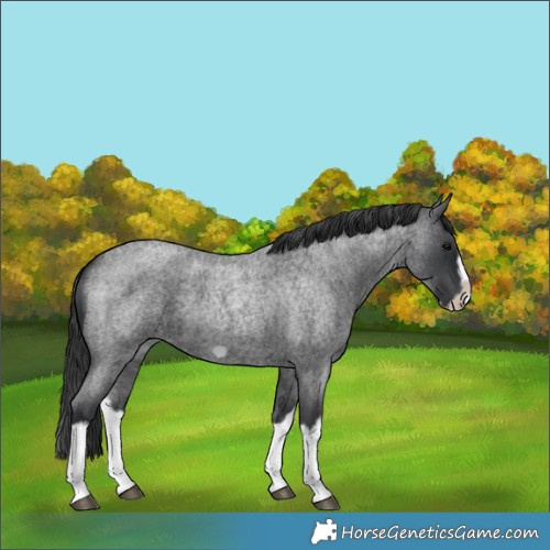 Horse Color:Blue Roan Splash Frame 
