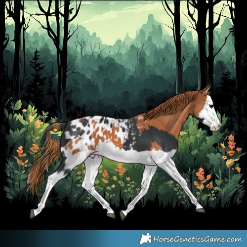 Horse Color:Black Splash Appaloosa  and Chestnut Splash Appaloosa 