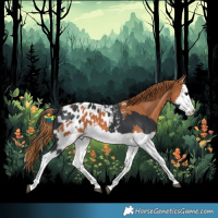Horse Color:Black Splash Appaloosa and Chestnut Splash Appaloosa