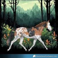 Horse Color:Black Splash Appaloosa  and Chestnut Splash Appaloosa 