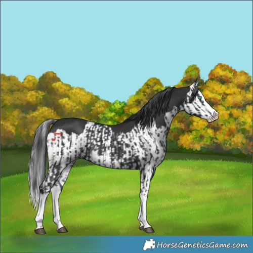 Horse Color:Black Splash  and Black Splash 
