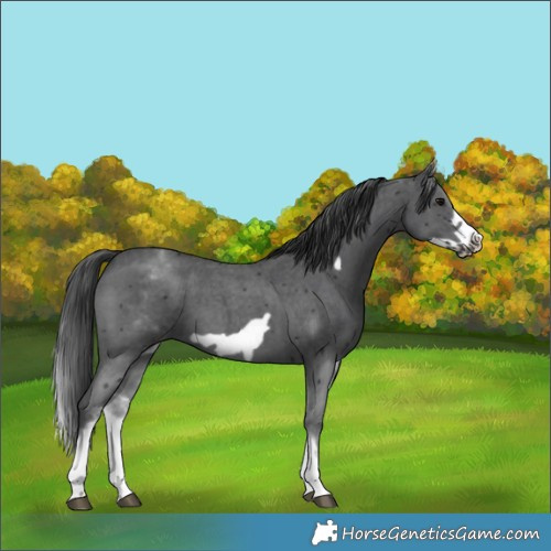 Horse Color:Unknown 