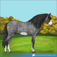 Horse Color:Blue Roan Sabino Frame