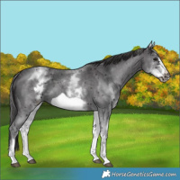 Horse Color:White Spotted Smoky Black Sabino Frame 