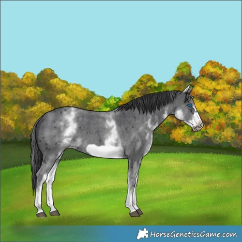 Horse Color:White Spotted Black Sabino Frame 