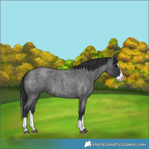 Horse Color:Blue Roan Splash 