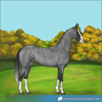 Horse Color:Blue Roan Splash