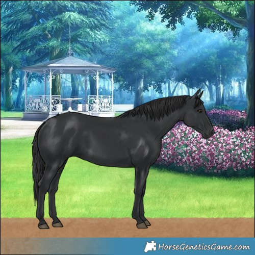 Horse Color:Black 