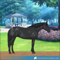 Horse Color:Black 