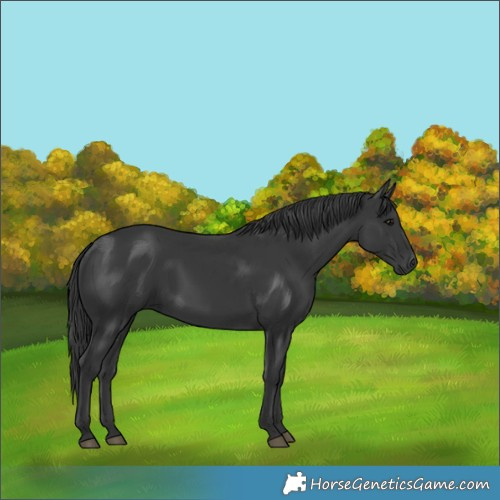 Horse Color:Black 