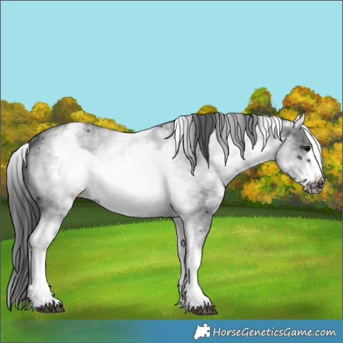 Horse Color:White Spotted Black Sabino Frame 