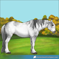 Horse Color:White Spotted Black Sabino Frame 