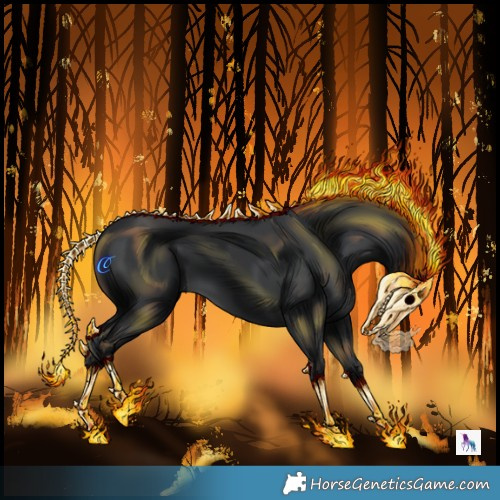 Horse Color:Black 
