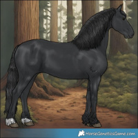 Horse Color:Black 