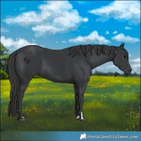 Horse Color:Black 