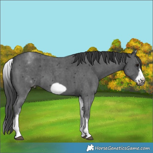 Horse Color:White Spotted Black Sabino Frame