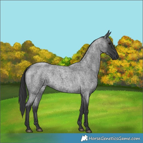 Horse Color:Blue Roan 