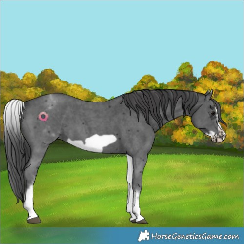 Horse Color:White Spotted Black Sabino Frame 