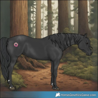 Horse Color:Black 