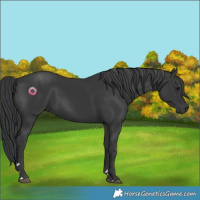 Horse Color:Black 