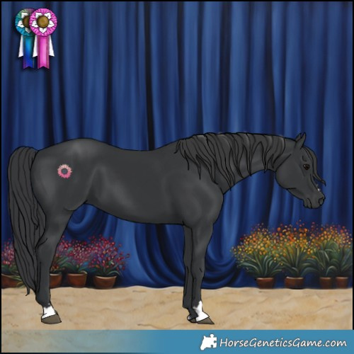 Horse Color:Black 