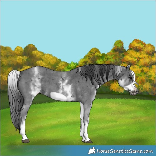 Horse Color:White Spotted Black Sabino Frame 