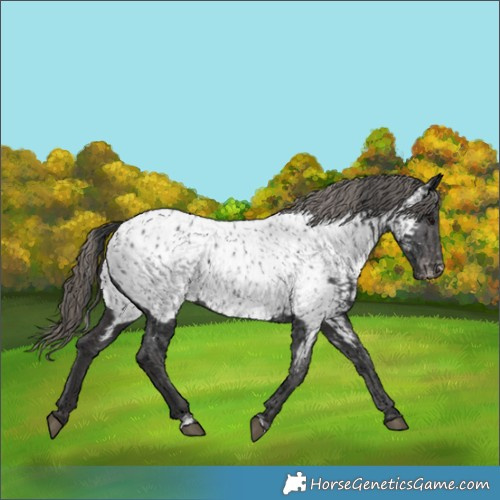 Horse Color:Black Near Leopard and Smoky Black Near Leopard
