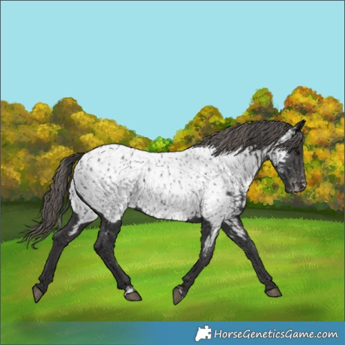 Horse Color:Black Appaloosa and Smoky Black Appaloosa