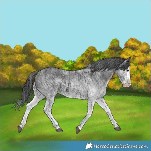 Horse Color:White Spotted Black Splash  and White Spotted Black Splash 