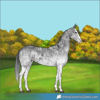 Horse Color:White Spotted Black Splash  and White Spotted Black Splash 