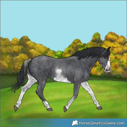 Horse Color:White Spotted Black Sabino Frame