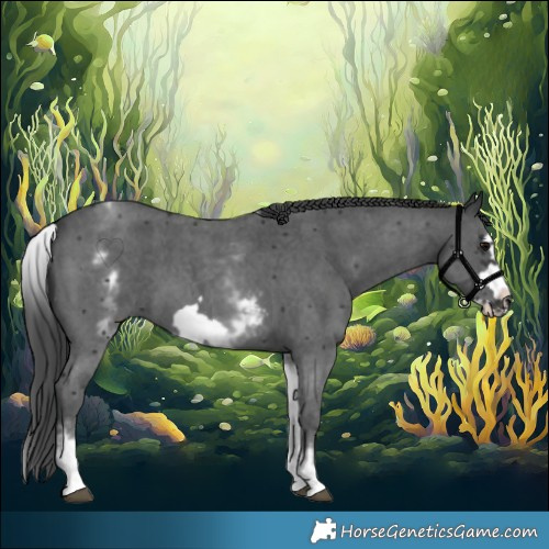 Horse Color:White Spotted Black Sabino Frame