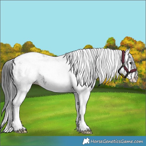 Horse Color:White Spotted Black Splash  and White Spotted Black Splash 