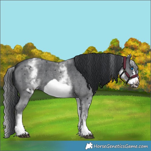Horse Color:White Spotted Black Sabino Frame