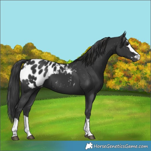 Horse Color:Unknown 