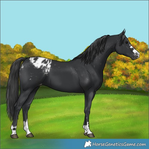 Horse Color:Unknown 