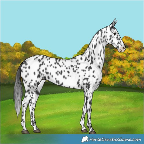 Horse Color:Black Frame Leopard
