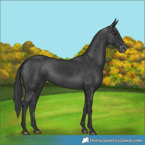 Horse Color:Black Varnish